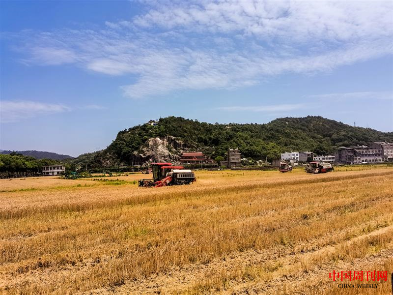 稿26-白嶺下村糧食種植基地收割景象.png